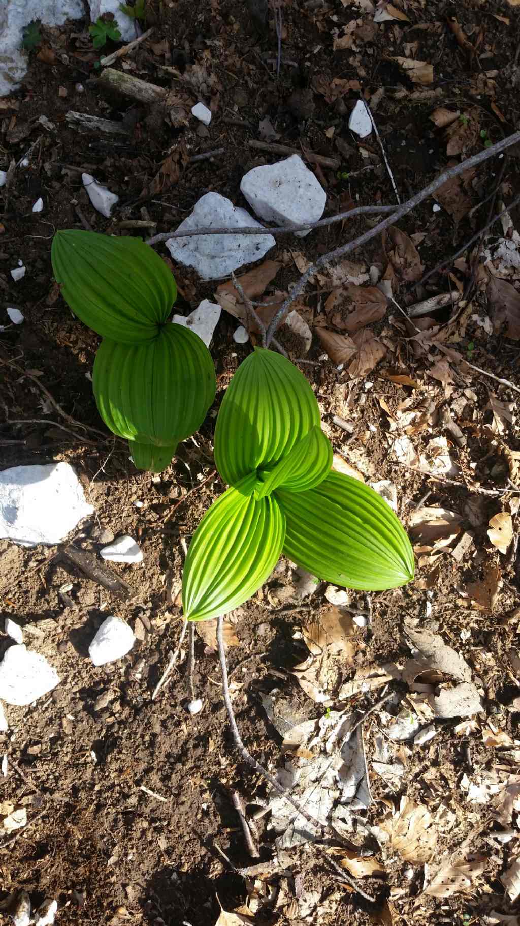 Veratrum nigrum L. (Melanthiaceae)